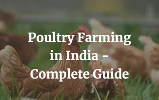 complete guide on poultry farming in India