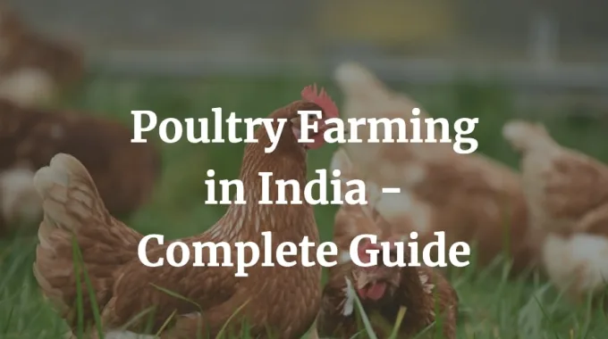complete guide on poultry farming in India