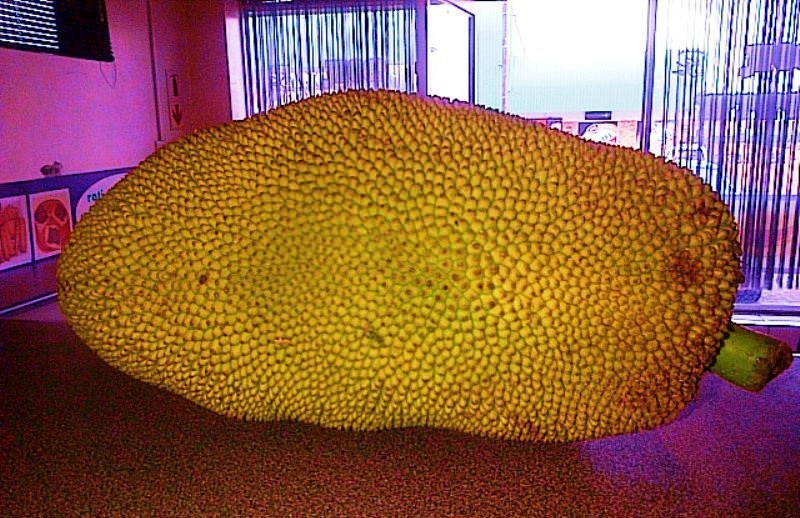 pic of a jackfruit 