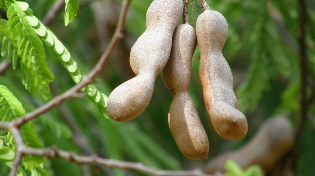 tamarind paste making business
